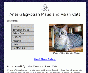 aneski.co.uk: Aneski Egyptian Mau Kittens and Pedigree Asian Cat Breeders