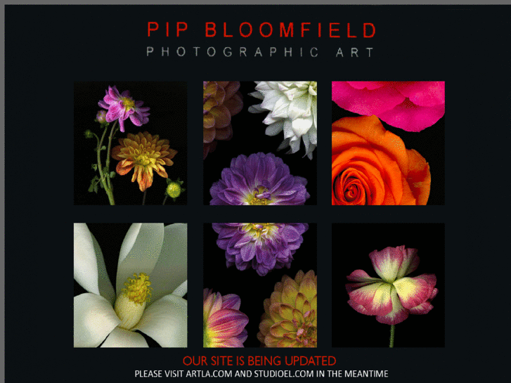 www.pipbloomfield.com