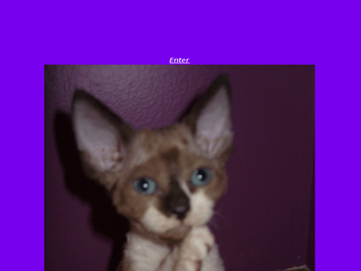 www.curlykittydevonrex.net