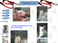 animaltokens.net