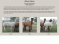 uptownalpacas.com