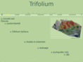 trifolium.net