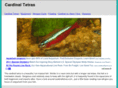 cardinaltetras.com
