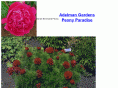 peonies.info