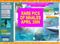 activitiesstmaarten.net