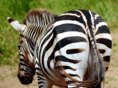 lazebra.com