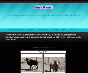 jimsrams.com: Jim's Rams Home Page
The American Blackbelly or Barbados Sheep is not the Barbados Blackbelly. Barbado sheep are a cross of Rambouillet and Mouflon.  The Barbado has a hair coat instead of a wool coat which makes it desirable (no shearing).  It is also disease resistant and very hardy.  It is predominately brown in color with a black belly.  They are a meat sheep and the males are desired by game ranches for the large curled trophy horns they produce.  The Hawaiian Black is a black Corsican type (hair) sheep.  It is believed that they are a cross from a feral sheep from Hawaii.  These feral sheep were crosses from sheep imported to Hawaii and Mouflon. Over the years, they were crossed with sheep (Rambouleitt, Mouflon, etc.) that had horns to be used in the hunting market.  They are not classified as a breed unto themselves.The Black Hawaiian is merely a black Corsican.