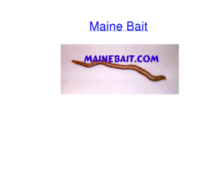 mainebait.net: Maine Bait- Live saltwater bloodworms & sandworms
Live and frozen seaworms from Maine. Retail & wholesale bait delivered to your door. Saltwater bloodworms and sandworms for fishing and aquaculture shirmp feed.