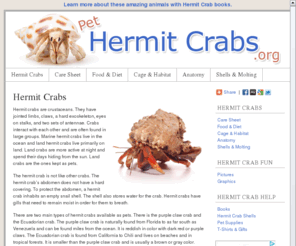 pethermitcrabs.org: Pet Hermit Crab Care, Information, Facts & Pictures
