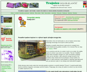 trajnice.com: Vrtnarija Trajnice Golob Klancic
Specializirana vrtnarija za vzgojo trpenih trajnic z najbogatejo ponudbo pri nas. Vse rastline vzgojimo v nai vrtnariji, uporabljamo doma pripravljeno meanico na osnovi navadne vrtne zemlje. Na sortiment obsega preko 1000 vrst in sort trajnic. Rastline so zaradi trpenosti in prilagojenosti na nae podnebne razmere namenjene urejevalcem zelenih povrin (tako javnih, kot privatnih), ljubiteljem trajnic, vrtnarjem in drevesnicarjem.